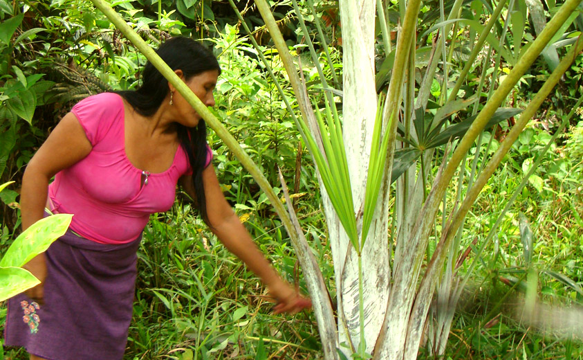 Cominidad Wounaan - Papayo, Chocó