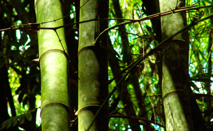 Guaduales Eje Cafetero